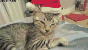christmas animals,cat,christmas,hats,animals wearing hats
