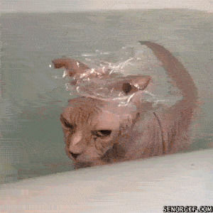 sphynx,cats,baths