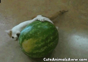 cat,vs,watermelon,watermeloncat