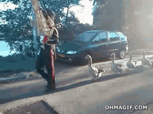 music,funny,animals,walking,band,duck,parade,geese