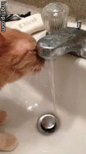 kitty,water,cats,heard,tap