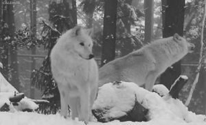 wolf,wolves,white wolf,animals,white,white wolves