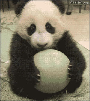 animals,panda,ball,i has a ball