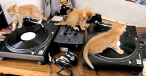 music,cats,dj,music streaming