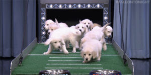 broncos,nfl,sports,football,hello,puppy,hi,wave,puppies,waving,super bowl,panthers,puppy predictors