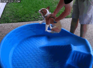 dog,funny,cute,funny dog,pools