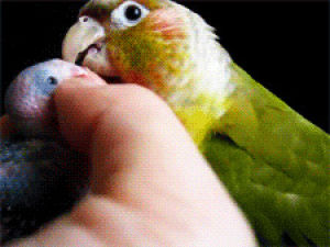 bird,holding,parrot,animals,baby,petting