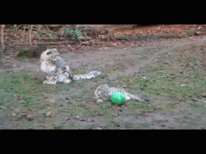 snow,play,too,leopard,wants,momma