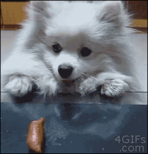 pomeranian,sausage,animals,dog,puppy,table,interested,panting