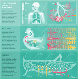 biology,respiration,breathing,eleanor lutz,art,science,guide,data visualization,eleanor,this is awesome,sciart,lutz