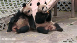animals,animal,panda,panda bears