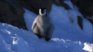 penguin,cold,school,fml,law school,cute,animal,wtf,snow,work,winter,tired,omg,monday,boo,fluffy,law,1l,2l,3l,lsat