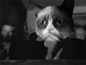 citizen kane,black and white,animals,applause,clapping,grumpy cat,cat face