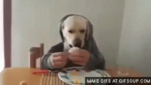 human,dog,eating