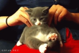cat massage,cat,animals,relax,massage,cuddling,stretching
