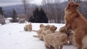 golden retriever,mom,puppy,play,puppies,let,puppy party