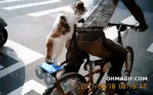 pillion,tv,cat,mexico,hat,bicycle,riding,animals wearing hats