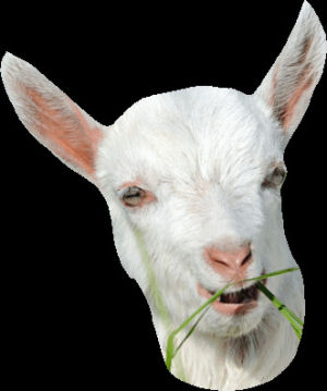 goat,funny,transparent,high,stoned