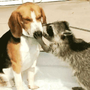 raccoon,beagle,licking,animals,cute,dog