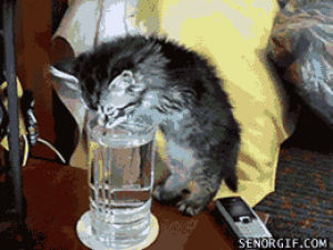 cat,movies,cute,animals,water,kitten,drinking,thirsty,coaster,pawing,manner