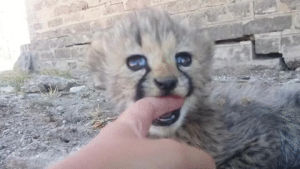 cheetah,cat,cub