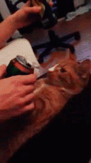 cat,drinking