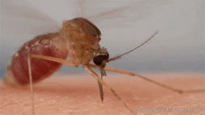 mosquito,blood,gross,bugs,zika,fascinating,deep look,mosquitos,saturn v