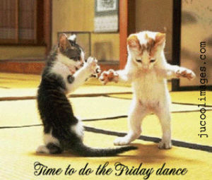 friday,party cat,cat,dancing