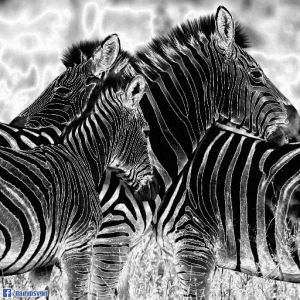 psychedelic,zebra,wild,trippy,nature,black,animal,white,stripes