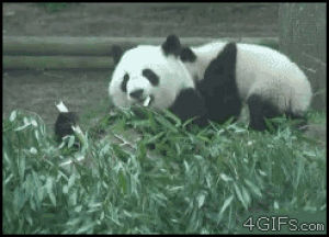 panda,gtfo,get off,noms