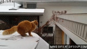 cat,fail,jump