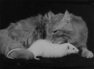 cat,rat,animals,black and white,friends