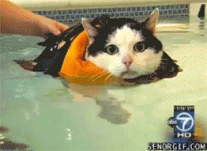 swimming,cat,cute