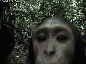 monkey,animals,jungle,camera,stick,chimp
