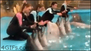 dolphin,beluga whale,cute,girl,animals,kiss