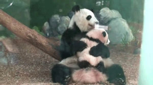 panda,cuddle,animals,animal,lick,panda bears