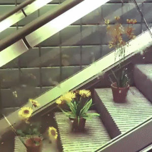 escalator,loop,plants,ants