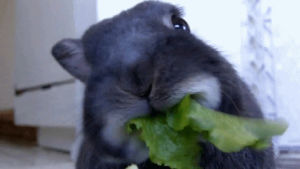 hungry,lettuce,eating,green,rabbit,chewing