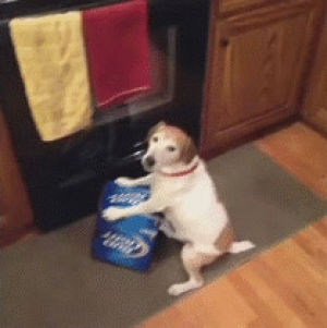 dog,reactions,beer,bud light,little snippets and bobs