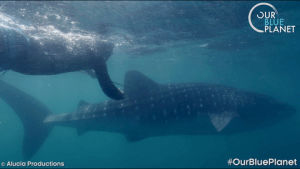fish,science,shark,whaleshark,beautiful,underwater,production,tagging