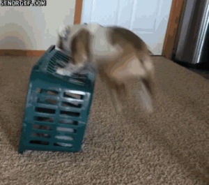 dogs,dog,trick,basket