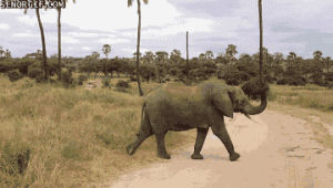 elephant,animals,cute,crossing