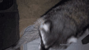 raccoon,animals,christmas
