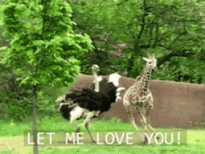 love,ostrich,crazy,giraffe,animal,let me love you,funny animals,crazy animals
