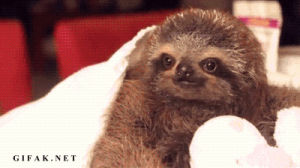 cute,baby,upvote,sloth