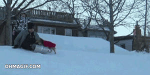 funny,dog,animals,snow,running,skate,ice,playing,slide,rolling