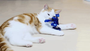 cat,robot,playing,toy