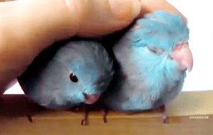 bird,parrot,chirping,animals,cute,happy,parrotlet,blue parrot