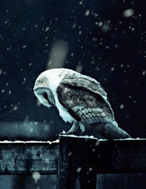 pretty,owl,snowing,animals,winter
