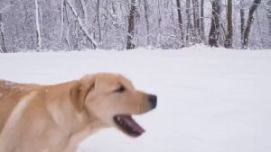 dog,snow,running
